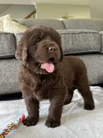 “Coco Chanelle” OFA,AKC,CH, a female Newfoundland for sale in Winesburg, OH – 5 of 10
