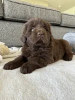 “Coco Chanelle” OFA,AKC,CH, a female Newfoundland for sale in Winesburg, OH – 4 of 10