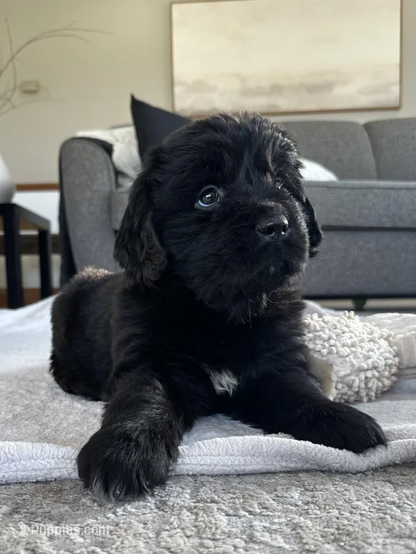 AKC,CH,OFA, “ Lillie”