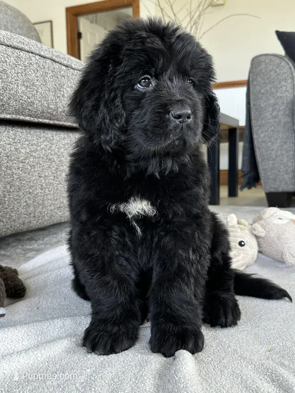 AKC,CH,OFA, “ Lillie”