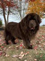 AKC,CH,OFA, “ Lillie”, a female Newfoundland for sale in Winesburg, OH – Photo 10 of 10