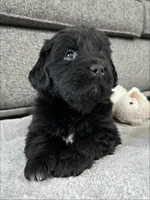 AKC,CH,OFA, “ Lillie”, a female Newfoundland for sale in Winesburg, OH – Photo 4 of 10