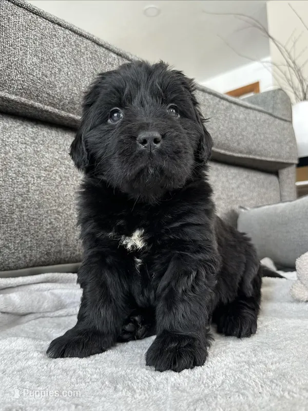 AKC,CH,OFA, “ Lillie”