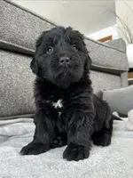 AKC,CH,OFA, “ Lillie”, a female Newfoundland for sale in Winesburg, OH – Photo 1 of 10