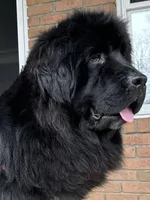 AKC,CH,OFA, “ Jax” , a male Newfoundland for sale in Winesburg, OH – Photo 6 of 9