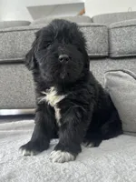 AKC,CH,OFA, “ Jax” , a male Newfoundland for sale in Winesburg, OH – Photo 3 of 9