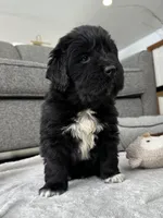 AKC,CH,OFA, “ Jax” , a male Newfoundland for sale in Winesburg, OH – Photo 2 of 9