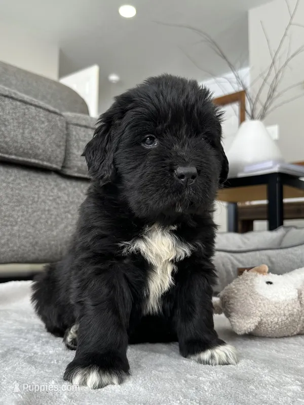 AKC,CH,OFA, “ Jax” 