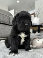 AKC,CH,OFA, “ Jax” , a male Newfoundland for sale in Winesburg, OH – Photo 1 of 9