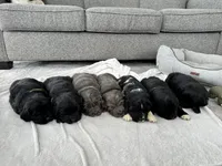 AKC,CH,OFA, “ Jax” , a male Newfoundland for sale in Winesburg, OH – Photo 5 of 9