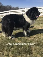“ Peeta” OFA,AKC,CH, a female Newfoundland for sale in Winesburg, OH – 9 of 9
