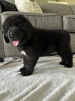 “ Peeta” OFA,AKC,CH, a female Newfoundland for sale in Winesburg, OH – 5 of 9