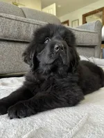 “Ella” OFA,AKC,CH, a female Newfoundland for sale in Winesburg, OH – 2 of 10