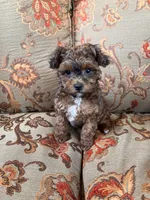Toy Poodle Female , a female Poodle - Toy  for sale in Lexington, NC – 3 of 3