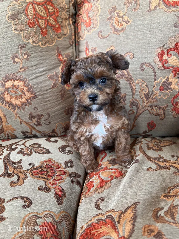 Toy Poodle Female  – Poodle - Toy  puppy for sale in Lexington, NC