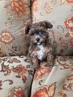 Toy Poodle Female , a female Poodle - Toy  for sale in Lexington, NC – 1 of 3
