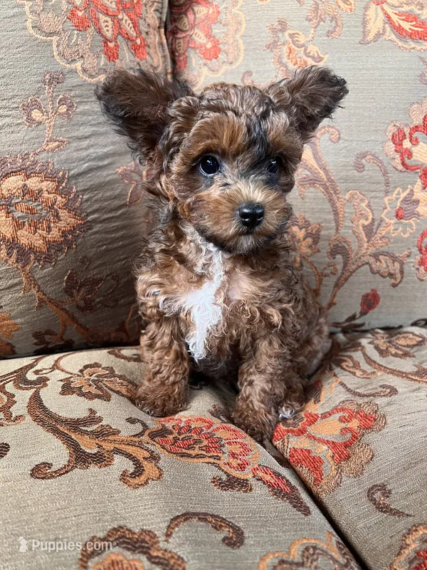 Yorkiepoo female – Yorkipoo puppy for sale in Lexington, NC