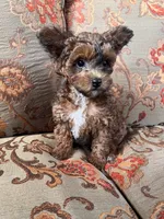 Yorkiepoo female, a female Yorkipoo for sale in Lexington, NC – 1 of 1