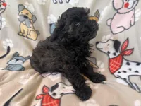 Brindle Schnoodle Female , a female Schnoodle for sale in Lexington, NC – Photo 3 of 3