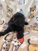 Brindle Schnoodle Female , a female Schnoodle for sale in Lexington, NC – Photo 2 of 3