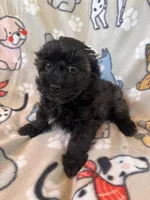 Brindle Schnoodle Female , a female Schnoodle for sale in Lexington, NC – Photo 1 of 3