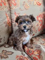 Toy Poodle Female , a female Poodle - Toy  for sale in Lexington, NC – 2 of 3