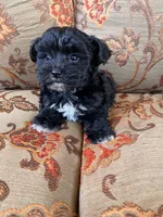 Schnoodle Female , a female Schnoodle for sale in Lexington, NC – 3 of 3