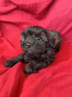 Brindle Schnoodle Male , a male Schnoodle for sale in Lexington, NC – Photo 3 of 3
