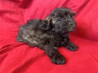 Brindle Schnoodle Male , a male Schnoodle for sale in Lexington, NC – Photo 2 of 3