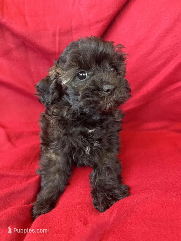 Brindle Schnoodle Male  – Schnoodle puppy for sale in Lexington, NC