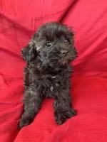 Brindle Schnoodle Male , a male Schnoodle for sale in Lexington, NC – Photo 1 of 3