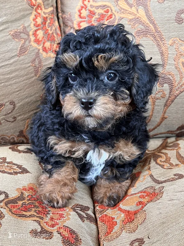 Toy Poodle Female – Poodle - Toy  puppy for sale in Lexington, NC