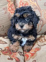 Toy Poodle Female, a female Poodle - Toy  for sale in Lexington, NC – 1 of 3