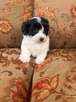 Schnoodle Female , a female Schnoodle for sale in Lexington, NC – 3 of 3