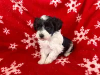 Schnoodle Female, a female Schnoodle for sale in Lexington, NC – Photo 2 of 3