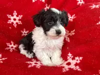 Schnoodle Female, a female Schnoodle for sale in Lexington, NC – Photo 3 of 3