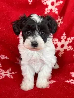 Schnoodle Female, a female Schnoodle for sale in Lexington, NC – Photo 1 of 3