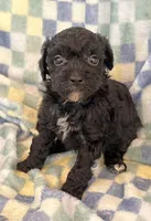 Yorkiepoo Male, a male Yorkipoo for sale in Lexington, NC – Photo 3 of 3