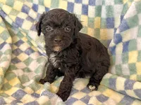 Yorkiepoo Male, a male Yorkipoo for sale in Lexington, NC – Photo 2 of 3