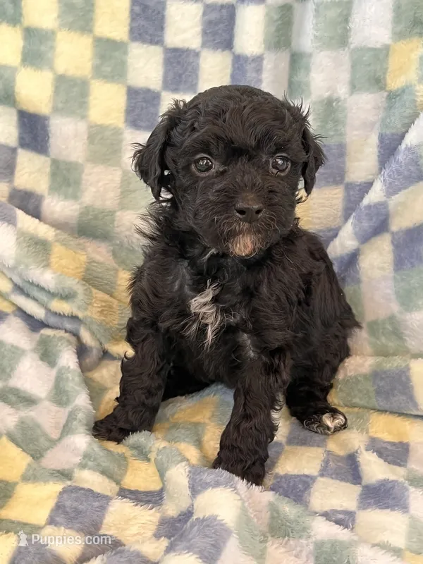 Yorkiepoo Male