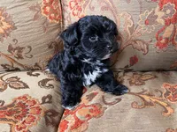 Schnoodle Female , a female Schnoodle for sale in Lexington, NC – 2 of 3
