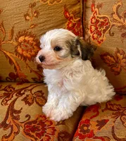 Schnoodle Female , a female Schnoodle for sale in Lexington, NC – 3 of 3