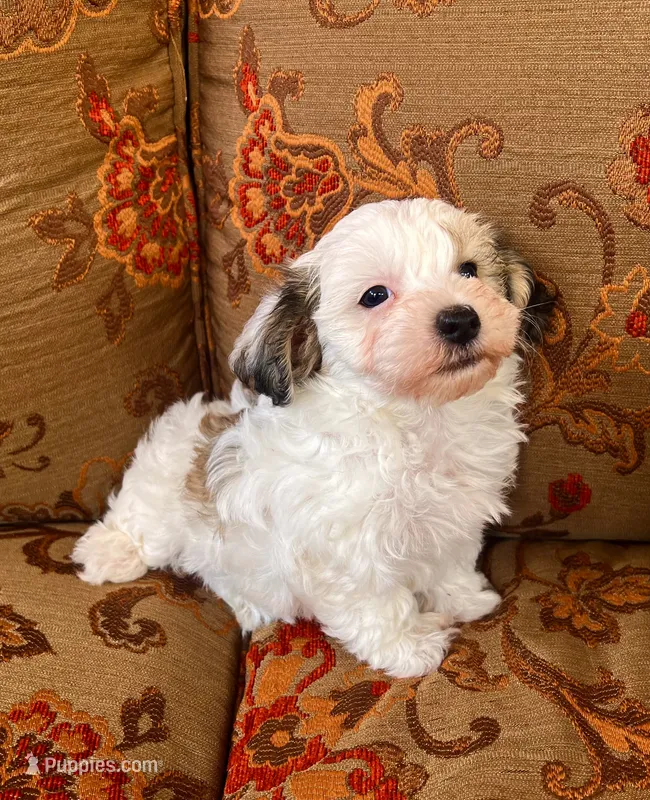 Schnoodle Female  – Schnoodle puppy for sale in Lexington, NC