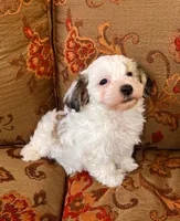 Schnoodle Female , a female Schnoodle for sale in Lexington, NC – 1 of 3