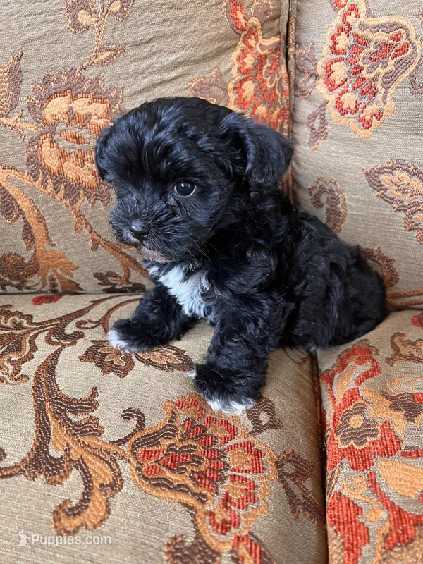 Schnoodle Female  – Schnoodle puppy for sale in Lexington, NC