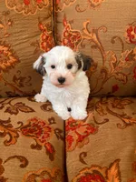 Schnoodle Female , a female Schnoodle for sale in Lexington, NC – 2 of 3