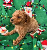 Yorkiepoo Male, a male Yorkipoo for sale in Lexington, NC – Photo 2 of 3