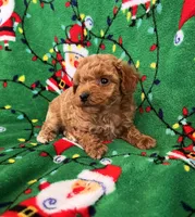 Yorkiepoo Male, a male Yorkipoo for sale in Lexington, NC – Photo 3 of 3