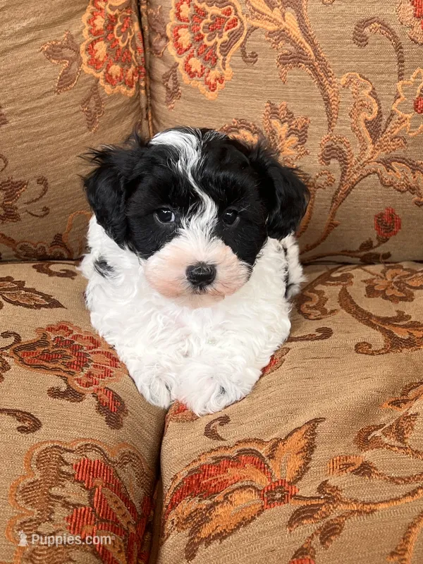 Schnoodle Female  – Schnoodle puppy for sale in Lexington, NC