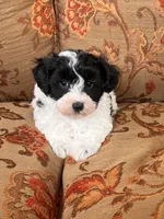 Schnoodle Female , a female Schnoodle for sale in Lexington, NC – 1 of 3